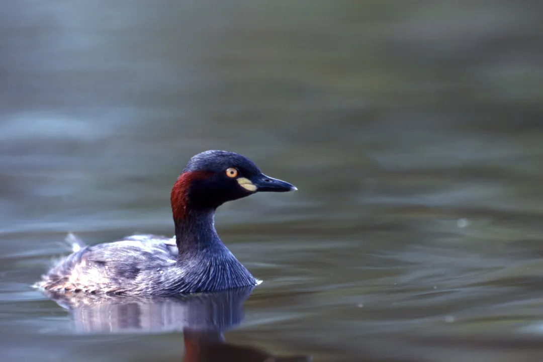 What does a grebe bird eat?, Underwater Pursuit