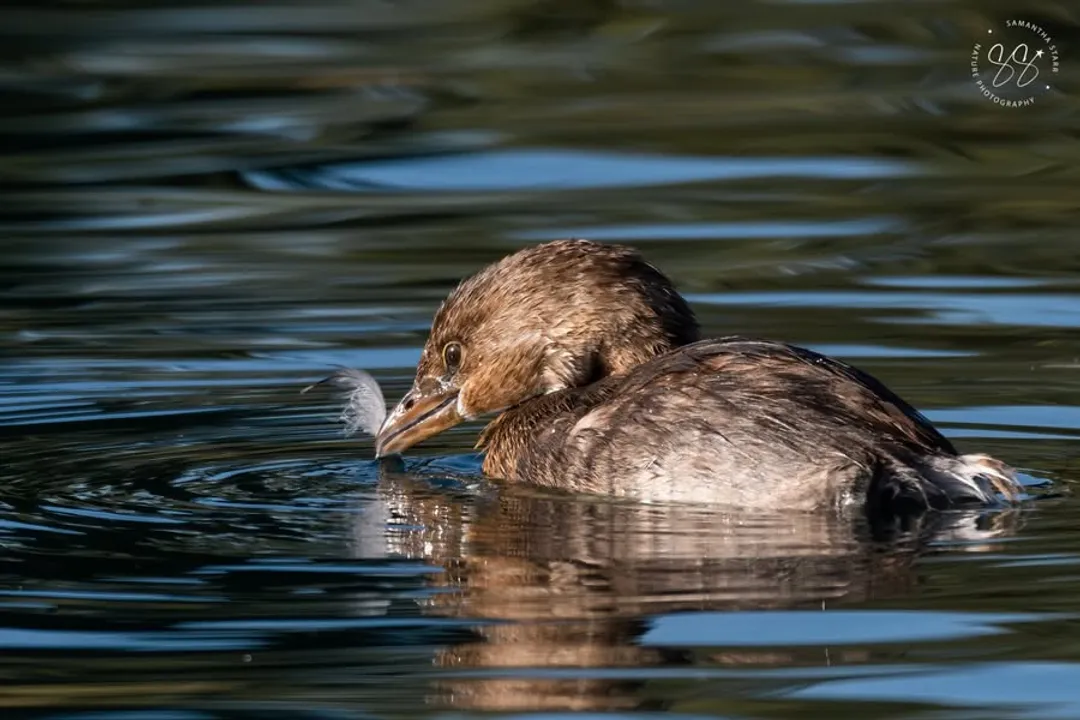 What does a grebe bird eat?