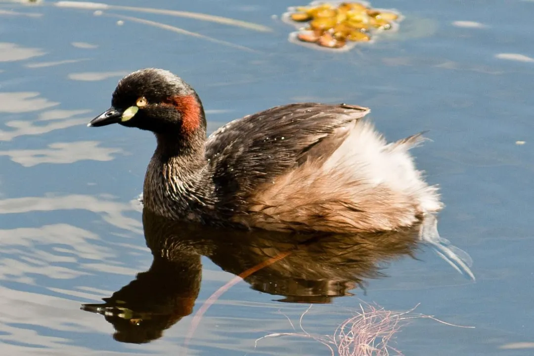 What does a grebe bird eat?, Feather Consumption
