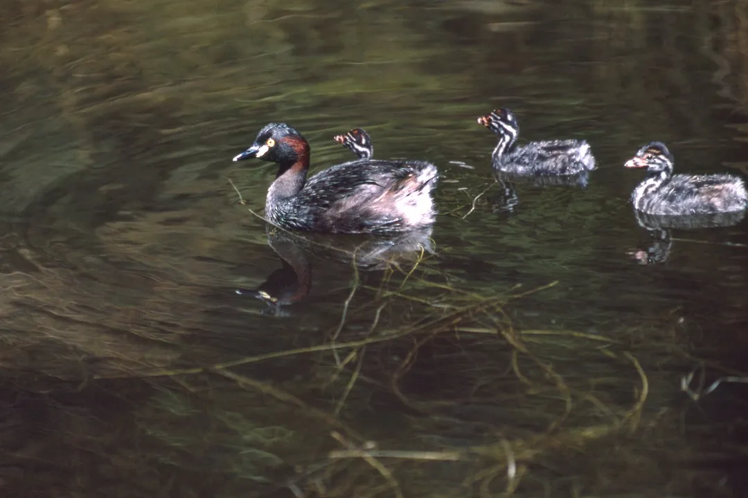 What does a grebe bird eat?, Species Diet Summary