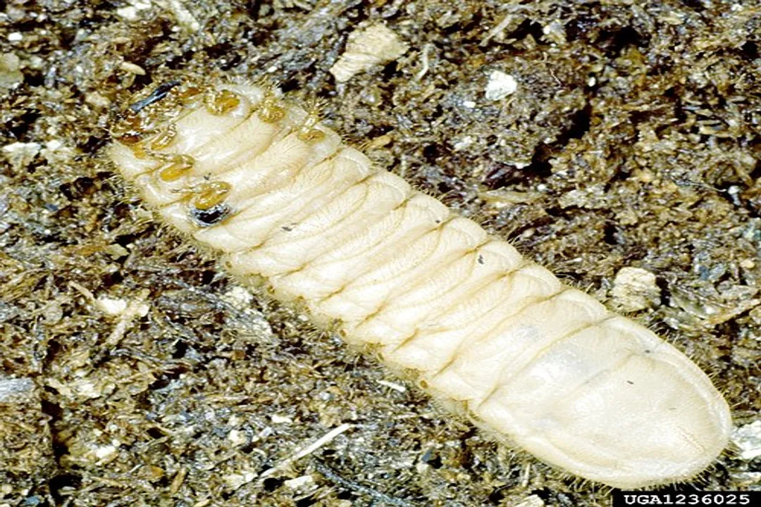 What does a green June beetle look like?