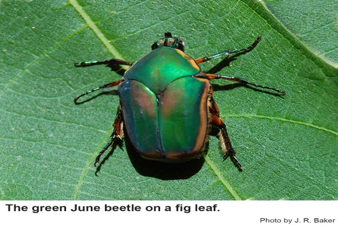 What does a green June beetle look like?, Color and Sheen
