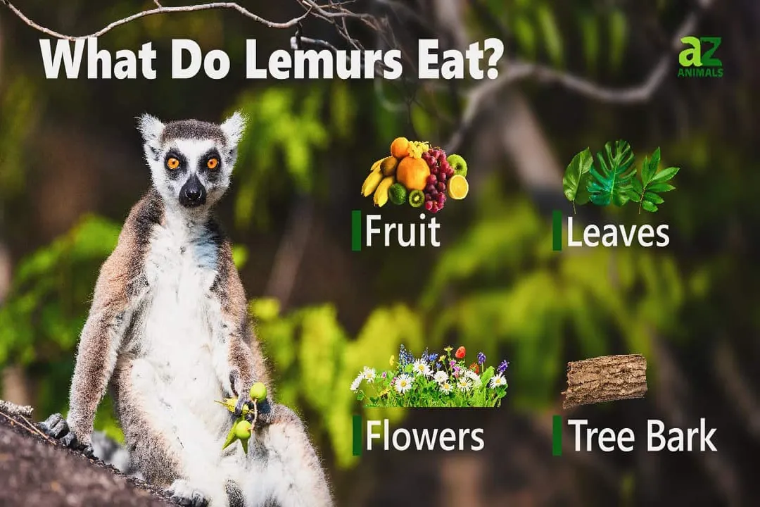 What does a grey mouse lemur eat?, Omnivore Status