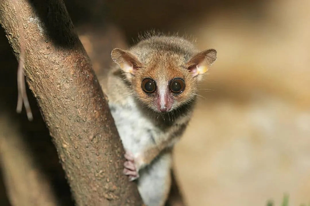 What does a grey mouse lemur eat?, Diet Flexibility