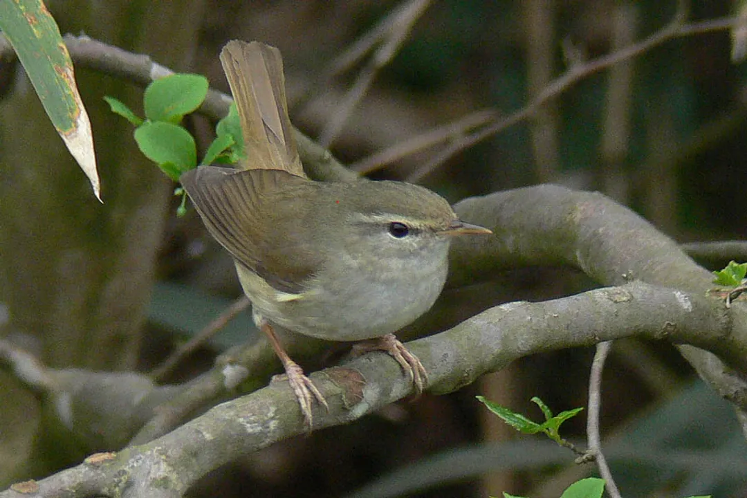 What does a Japanese Bush Warbler eat?, Seasonal Needs