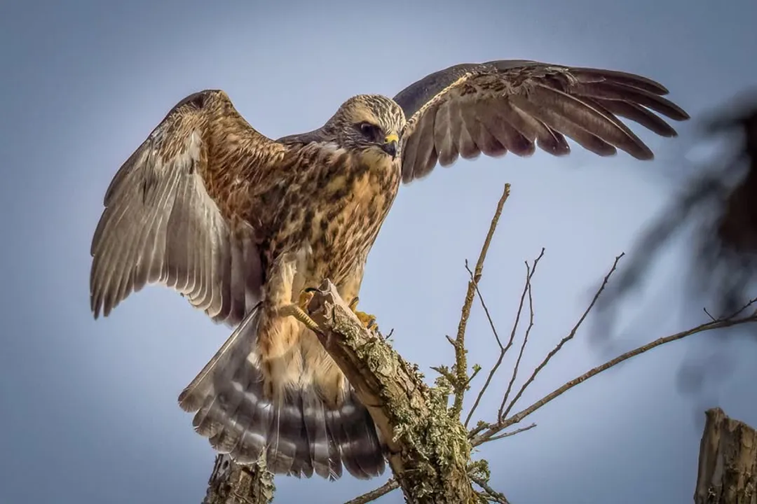 What does a juvenile Mississippi kite look like?, Coloration Shift