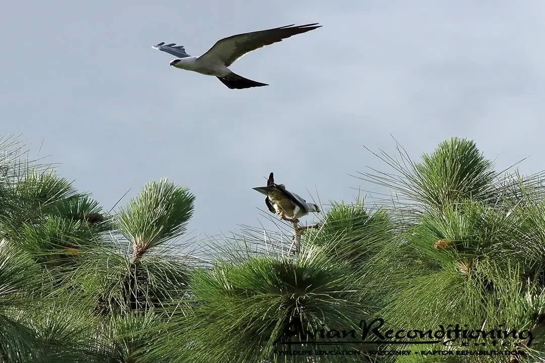 What does a juvenile Mississippi kite look like?, Developmental Stage
