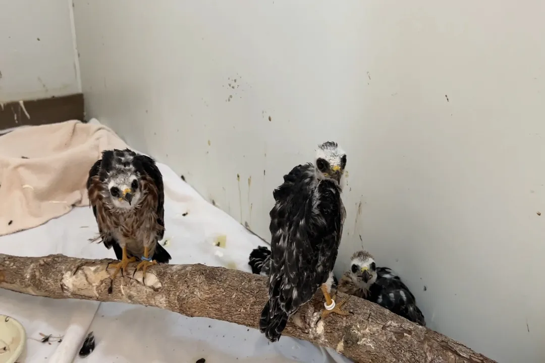 What does a juvenile Mississippi kite look like?, Head and Eyes