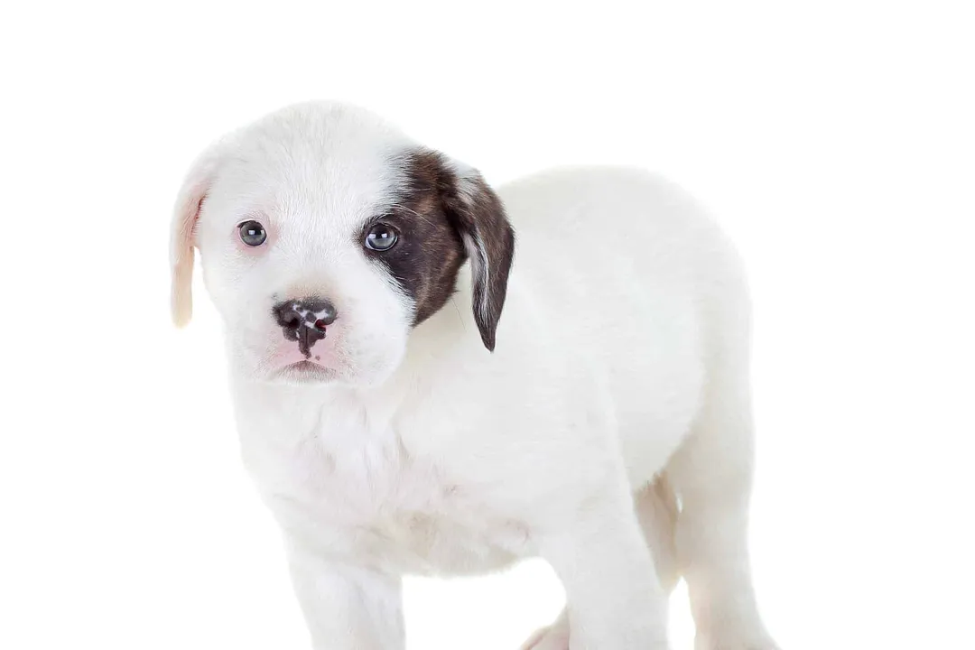 What does a mixed Bulldog look like?, Detailed Hybrid Visuals