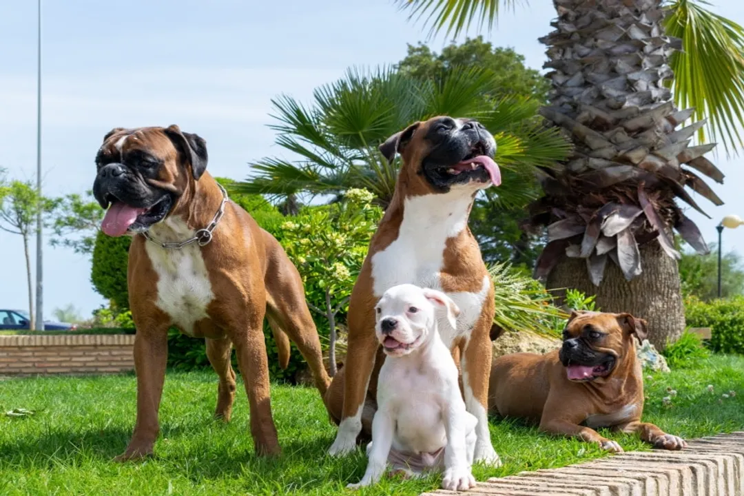 What does a mixed Bulldog look like?, Contrasting Coats