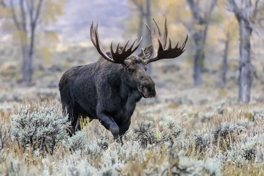 What does a moose classify as?, Naming Confusion