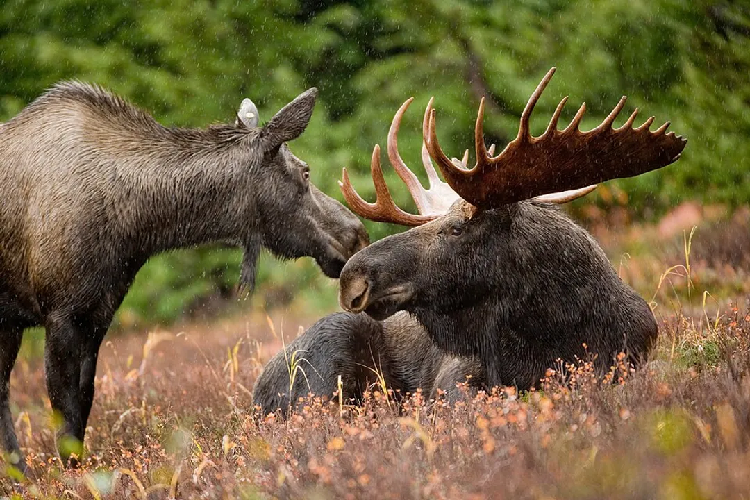 What does a moose classify as?, Taxonomic Placement