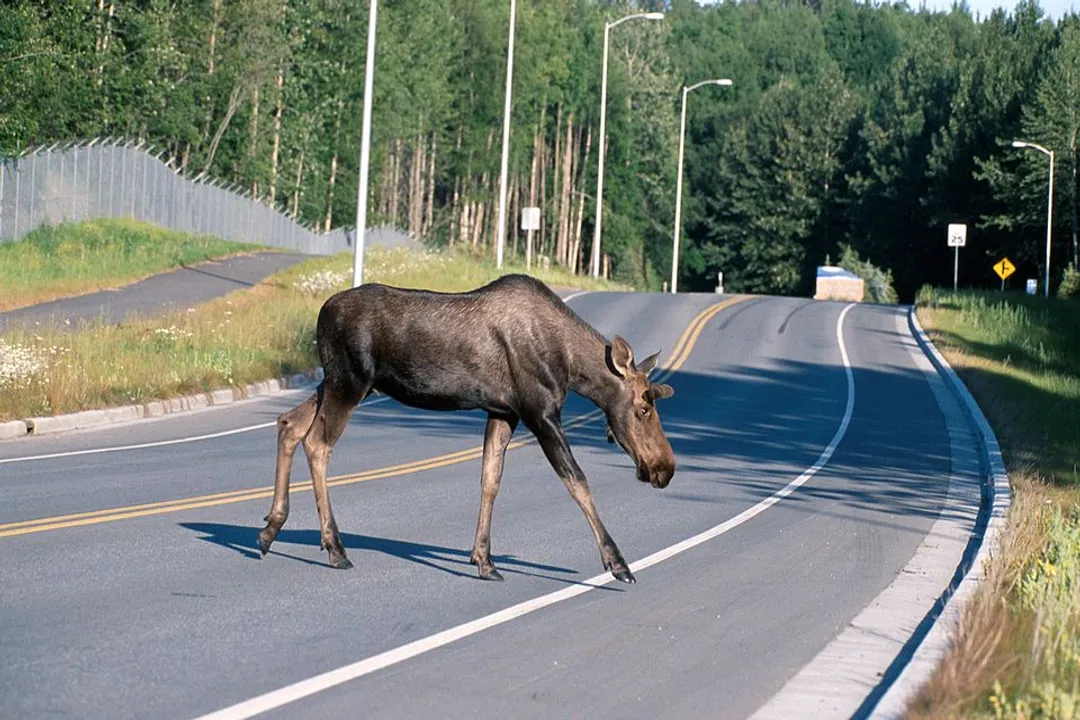 What does a moose classify as?, Scientific Identity