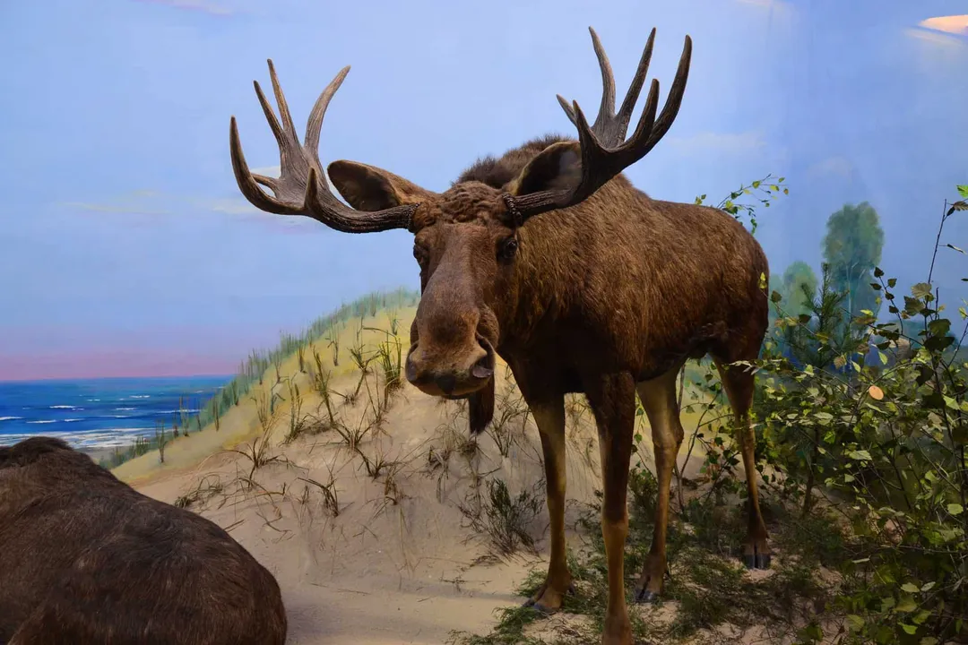 What does a moose classify as?, Mammalian Traits