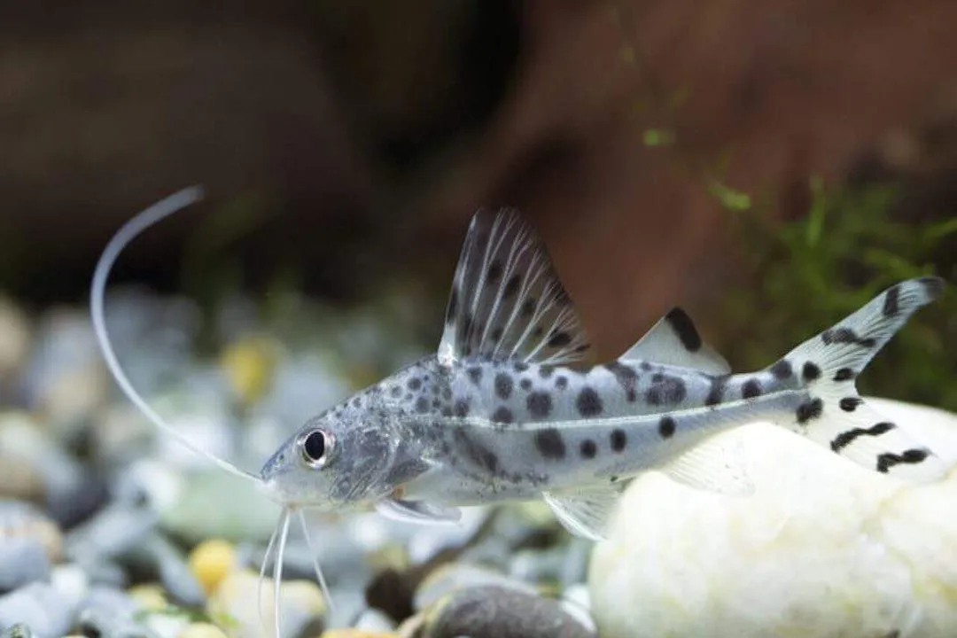 What does a Pictus Catfish eat?, Wild Diet