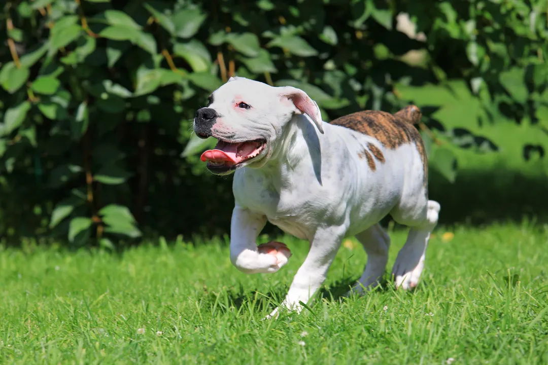 What does a purebred American Bulldog look like?, Coat and Coloring