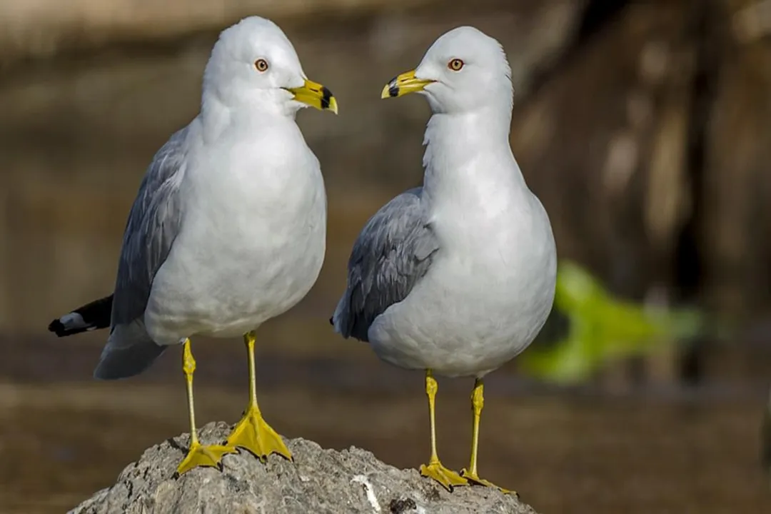 What does a ring-billed gull eat?, Aquatic Prey