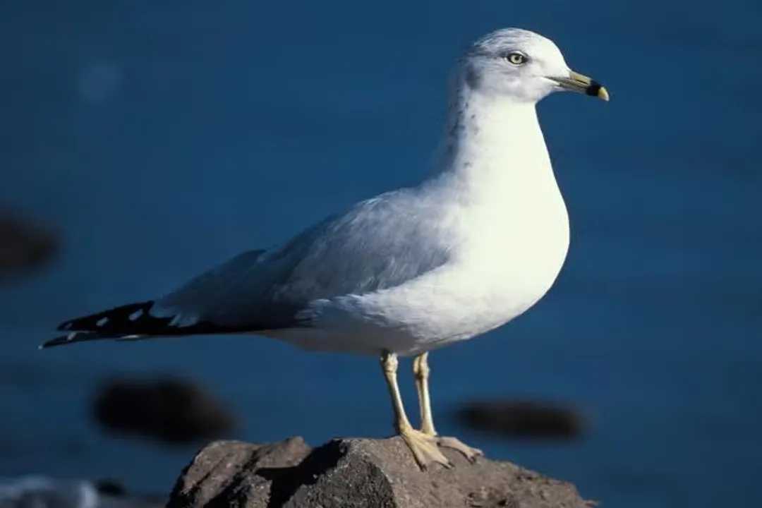 What does a ring-billed gull eat?, Omnivore Range