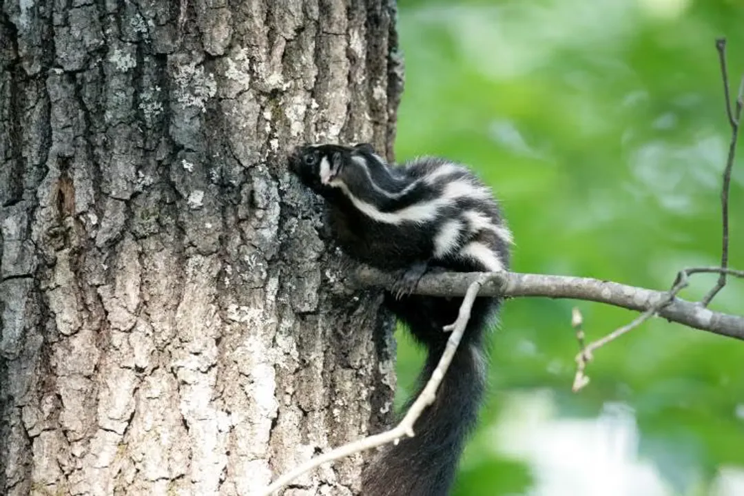 What does a spotted skunk eat?