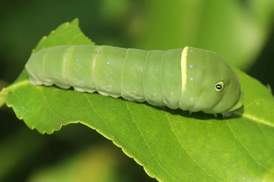 What does a tiger swallowtail caterpillar turn into?, Preparation Stages