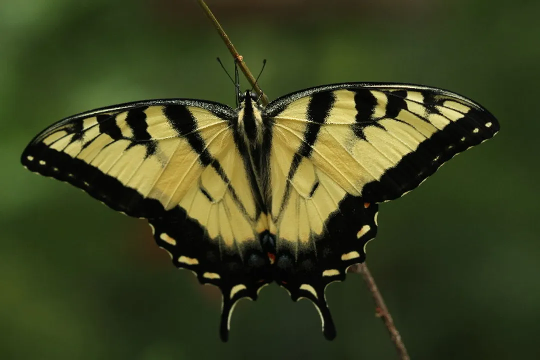 What does a tiger swallowtail caterpillar turn into?