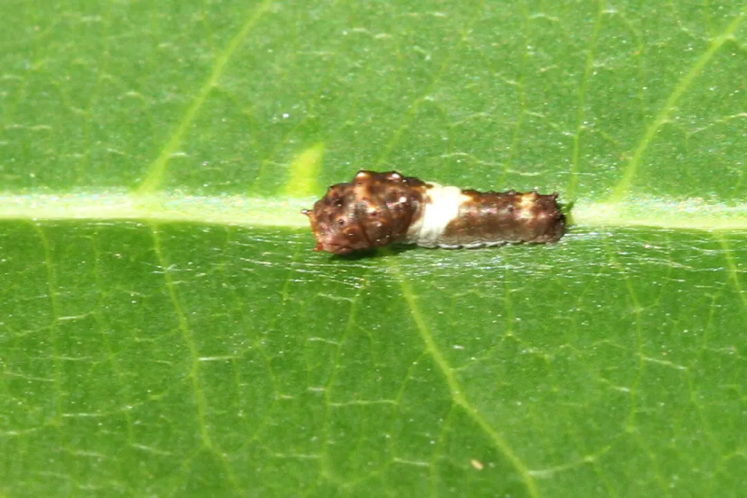 What does a tiger swallowtail caterpillar turn into?, The Pupa Unveiled