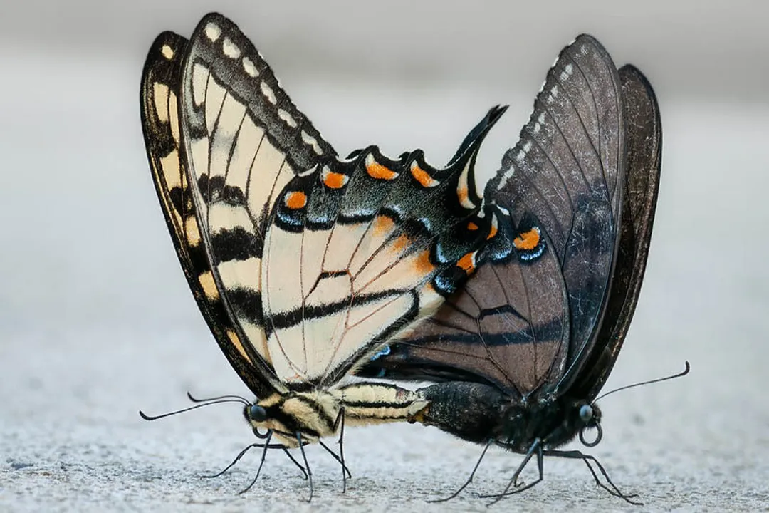 What does a tiger swallowtail eat?, Larval Host Plants