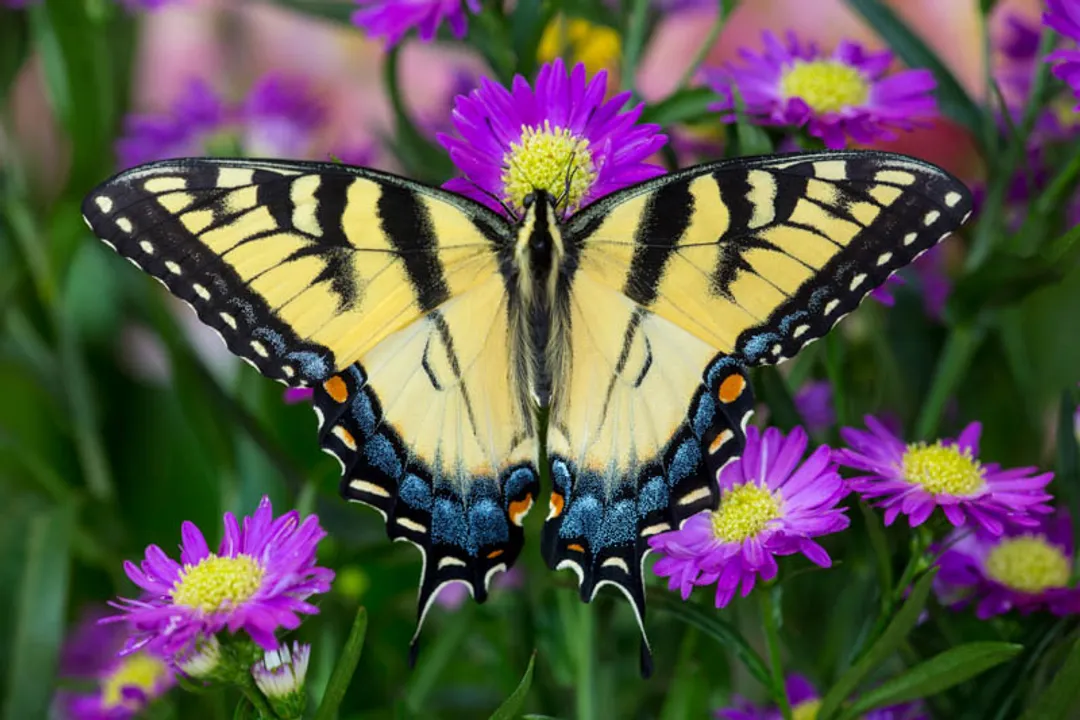What does a tiger swallowtail eat?