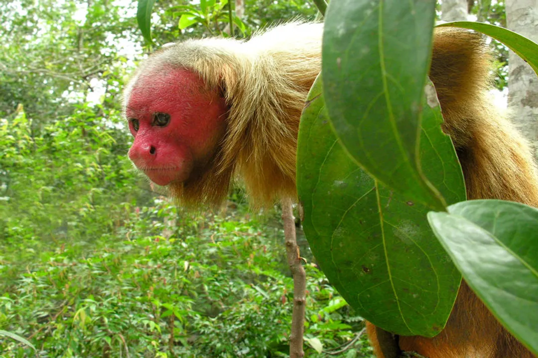What does a uakari eat?, Dietary Timing