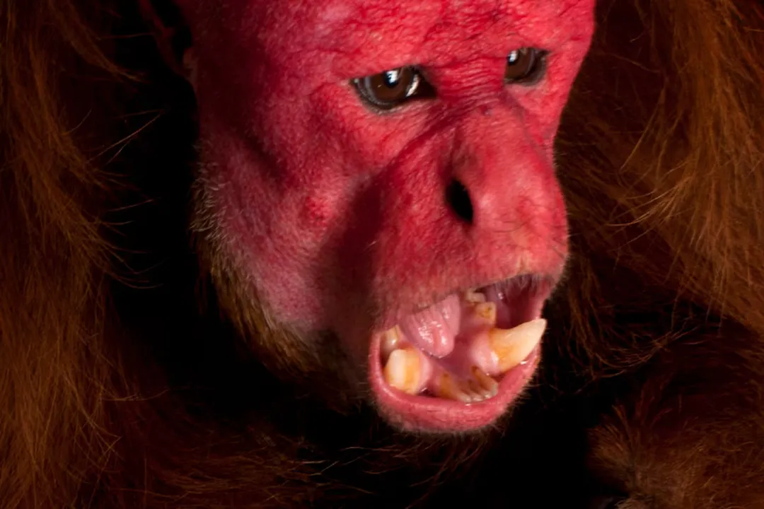 What does a uakari eat?, Other Foodstuffs