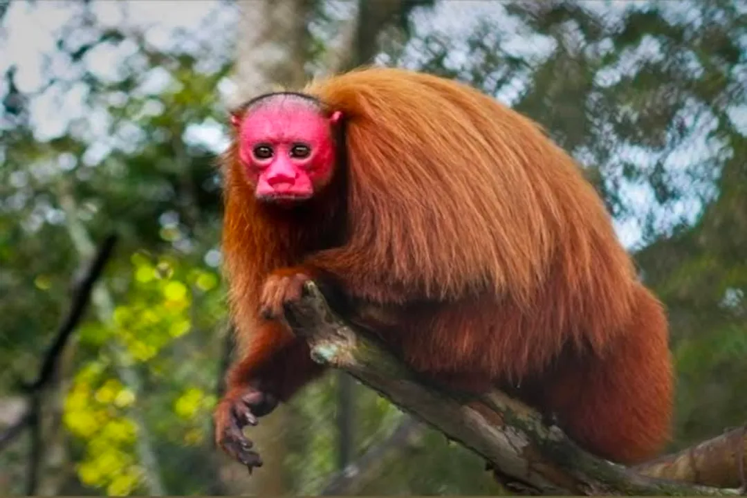 What does a uakari eat?, Seed Intake
