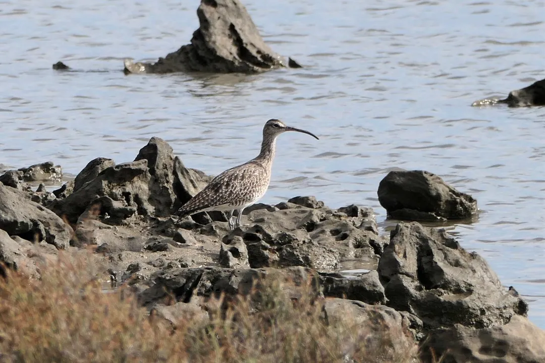 What does a Whimbrel eat?