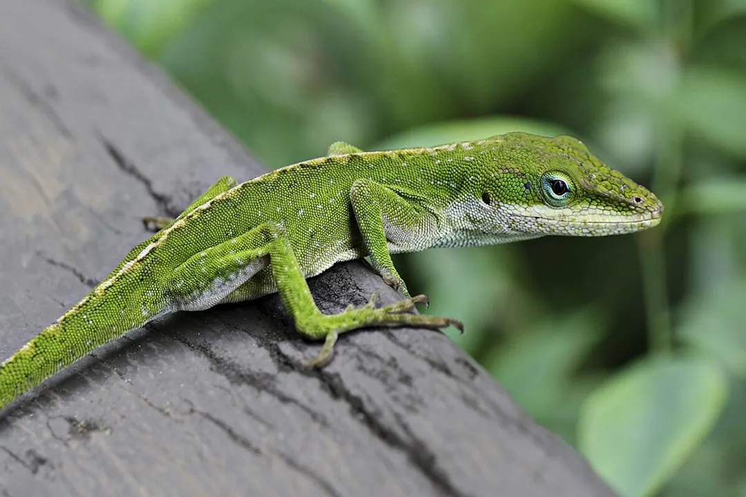 What feeling often causes the Green Anole to shift to duller brown?