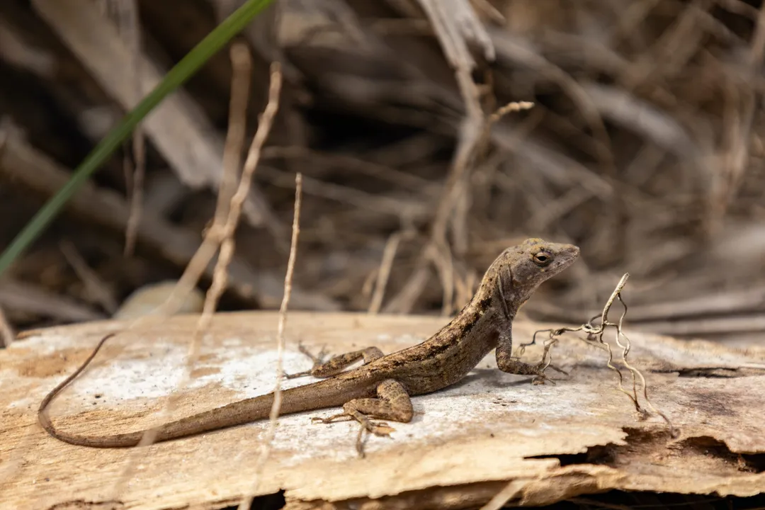 What does an anole lizard look like?, Male Displays
