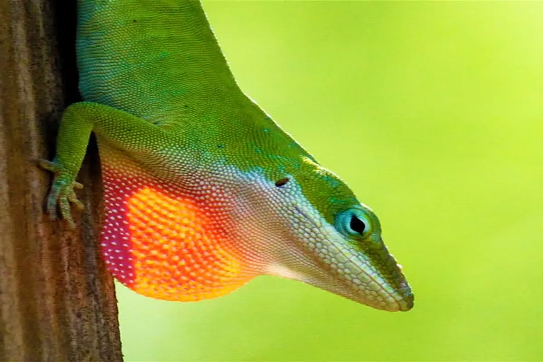 What does an anole lizard look like?, Body Structure