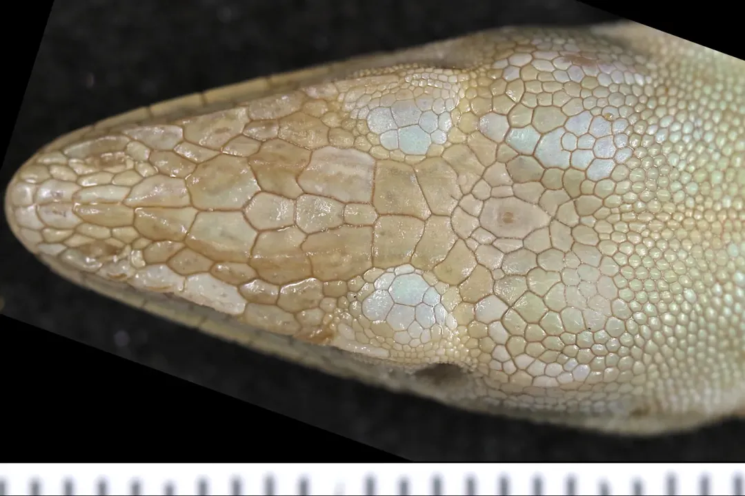 What does an anole lizard look like?, Color Variation