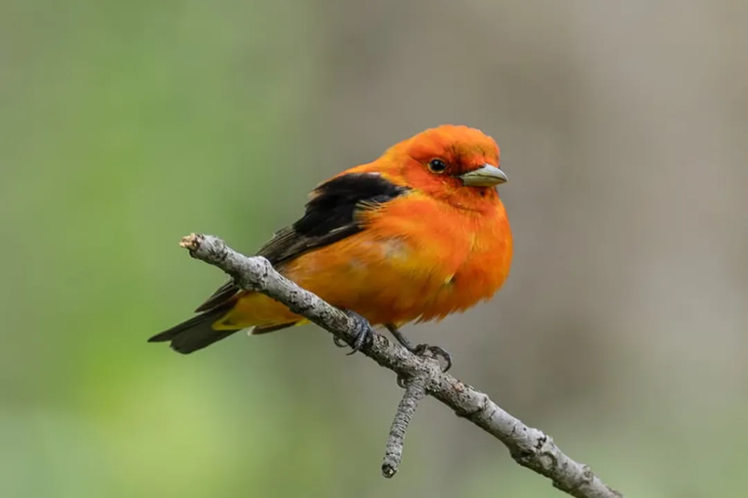 What does an orange tanager look like?, Body Structure