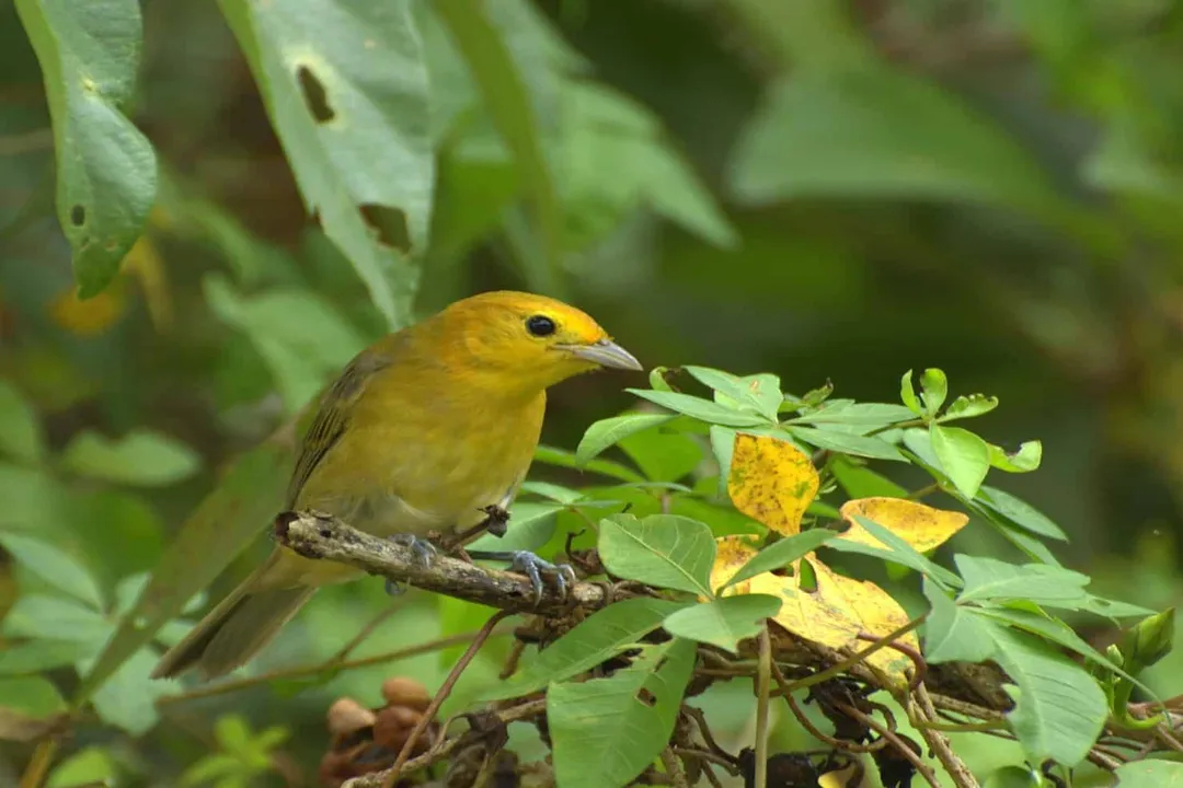 What does an orange tanager look like?, Habitat Distribution