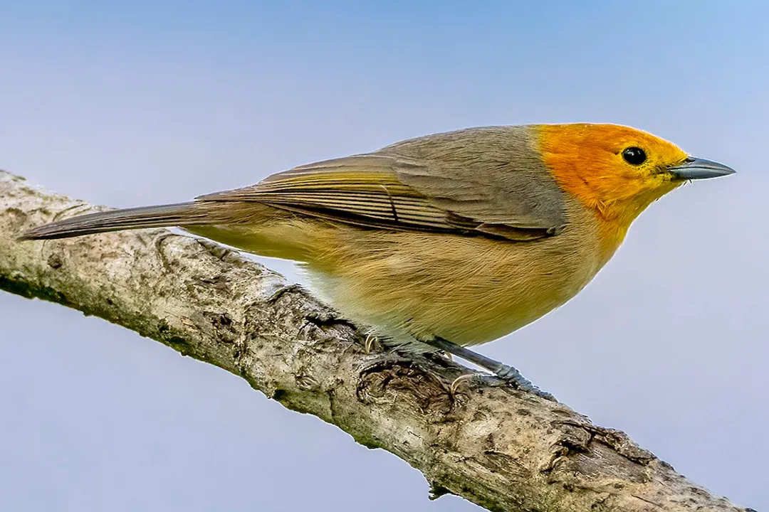 What does an orange tanager look like?, Plumage Variation