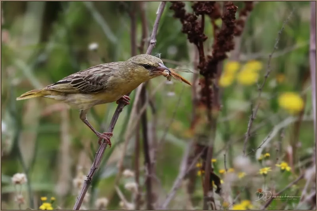 What does Baya Weaver eat?