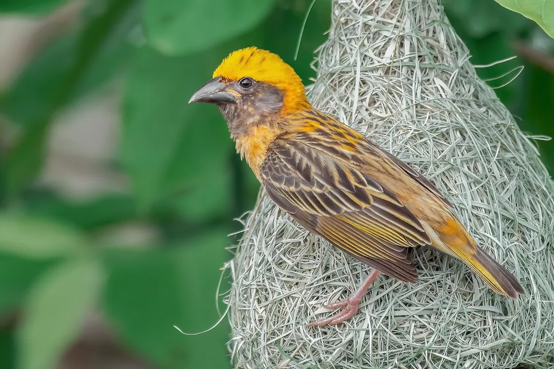 What does Baya Weaver eat?, Nectar Supplement