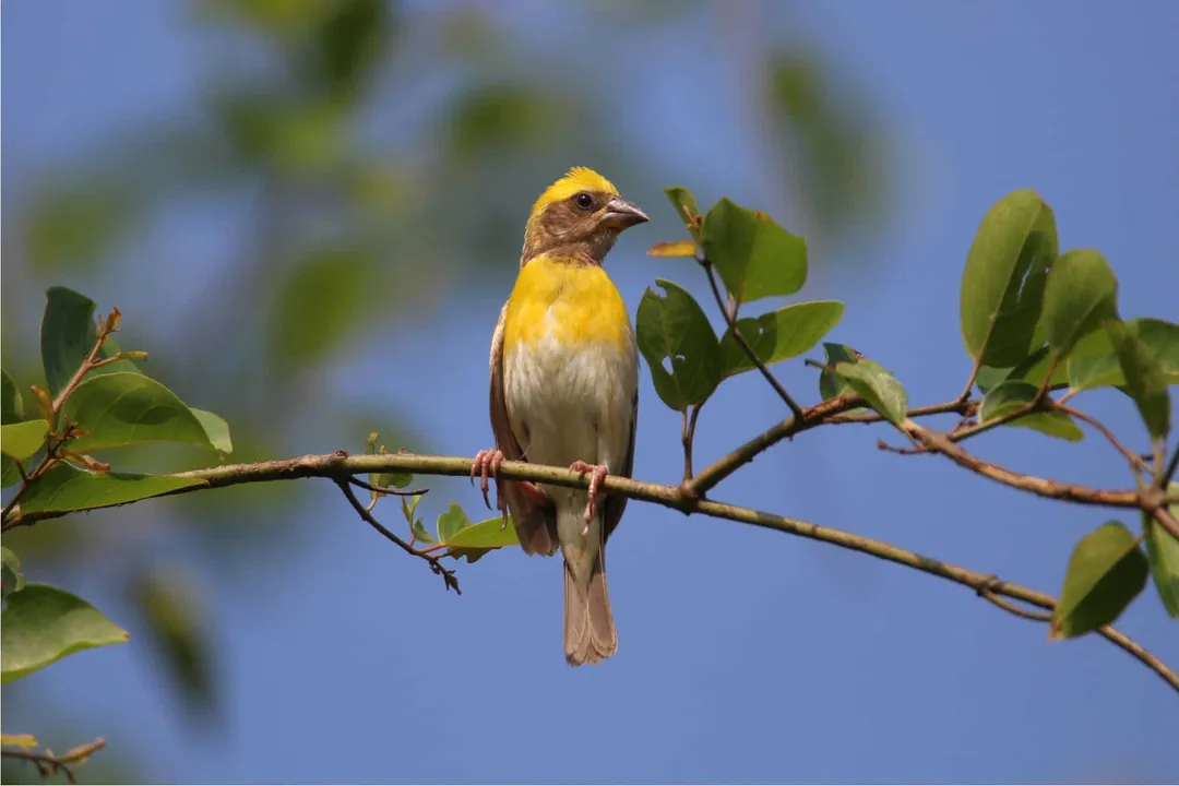 What does Baya Weaver eat?, Primary Diet Seeds