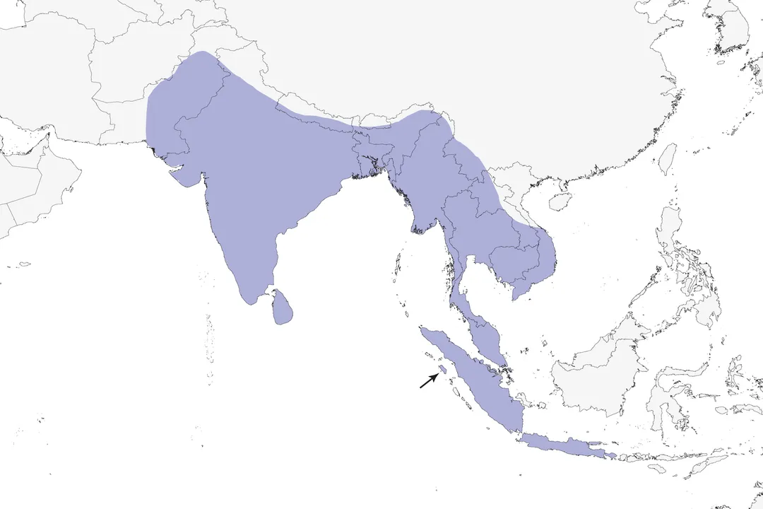 What does Baya Weaver eat?, Insect Consumption