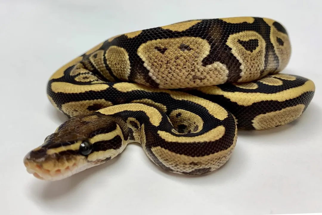 What does fire do in ball pythons?, Pattern Enhancement