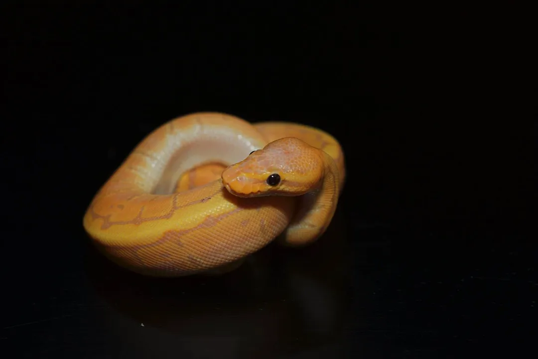 What does fire do in ball pythons?