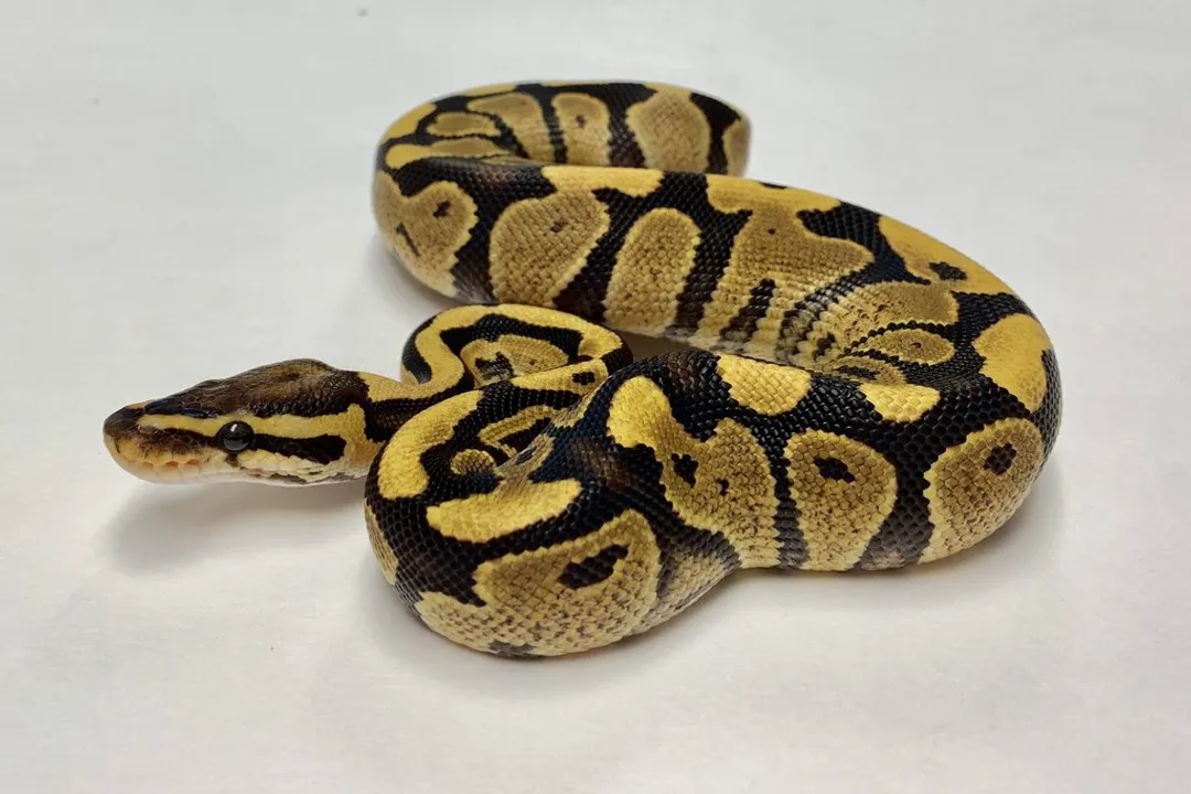 What does fire do in ball pythons?, Visual Changes