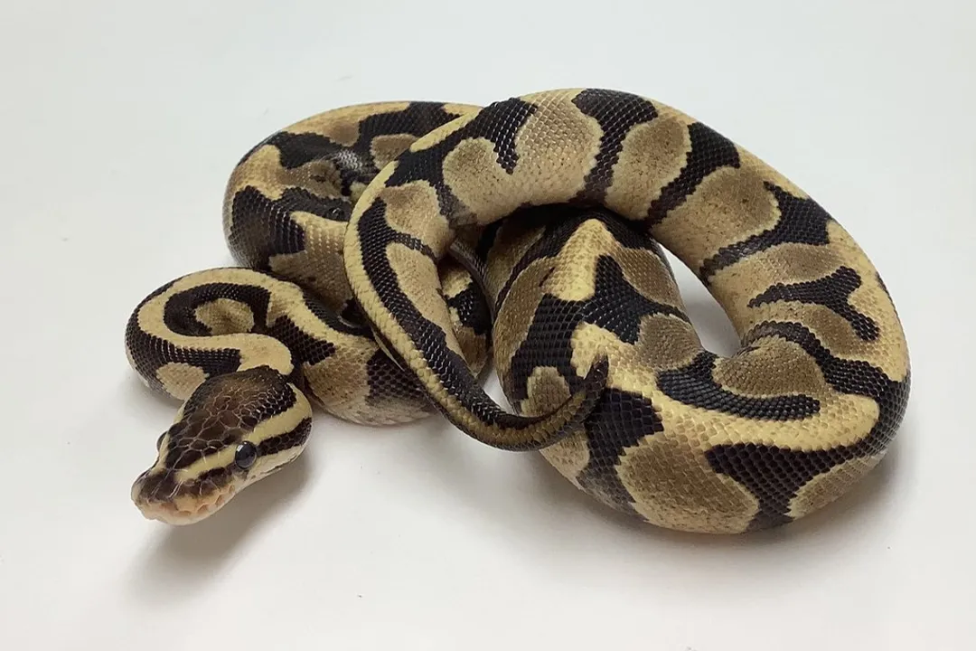 What does fire do in ball pythons?, Genetic Behavior