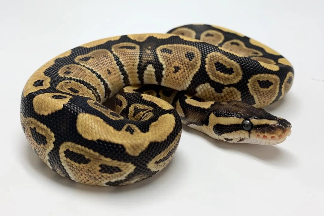 What does fire do in ball pythons?, Super Status