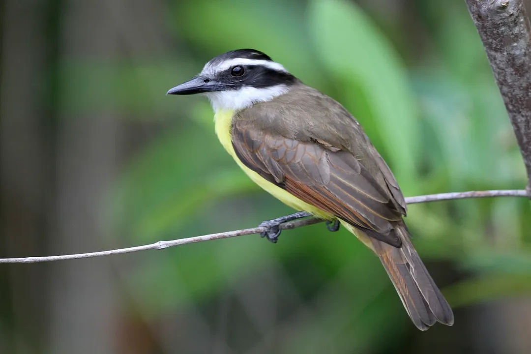 How is the Kiskadee's diet best characterized?