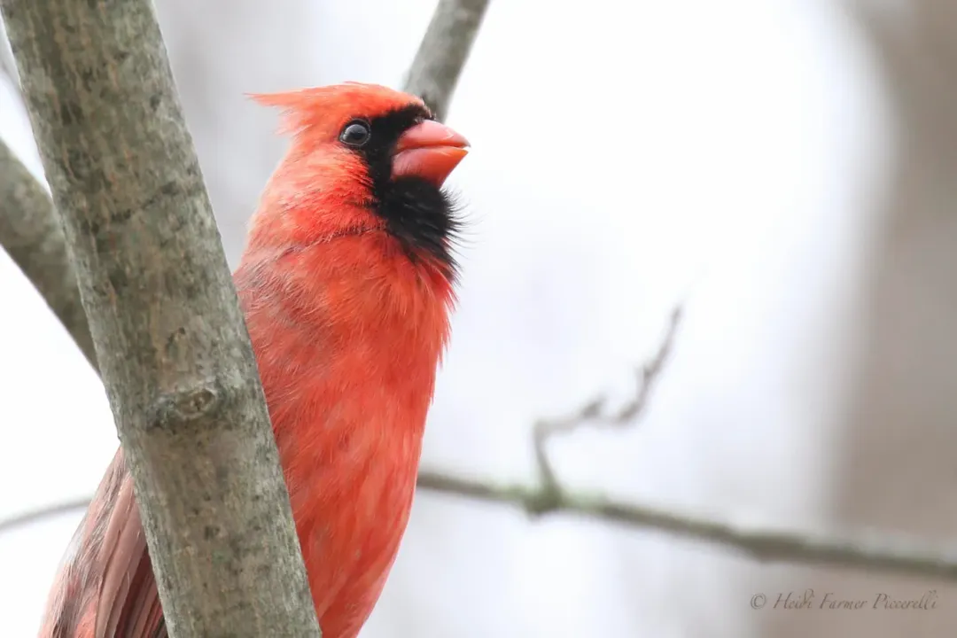 What does it mean when a cardinal hangs around your house?, Spiritual Sightings